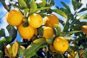 ALBERO LIMONE MITINDO