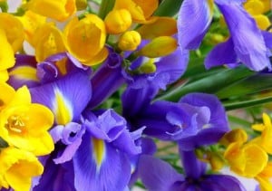 FIORI BACH