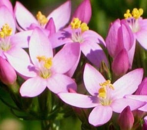 FIORI BACH1
