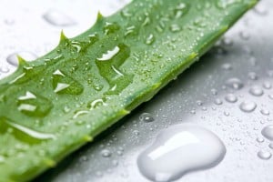 Leaf of aloe