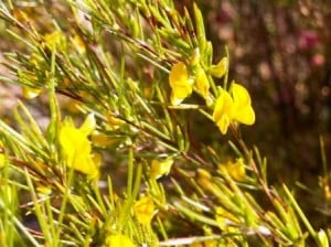 ASPALATHUS LINEARIS