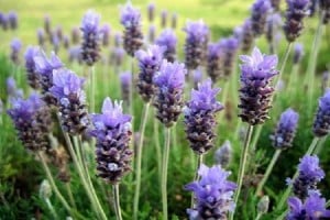 CAMPO LAVANDA