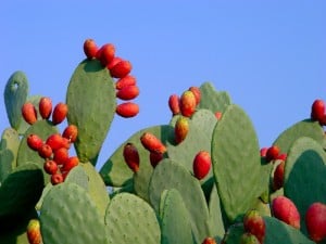 FICHI D'INDIA PAESAGGIO OK