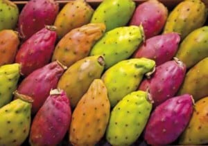 FICHI D'INDIA VARI COLORI