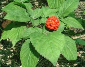GINSENG PIANTA