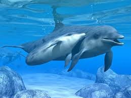 delfini