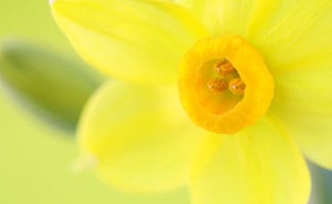 giallo-abbinare