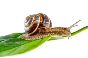 lumaca