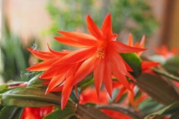 5 piante da regalare a Natale