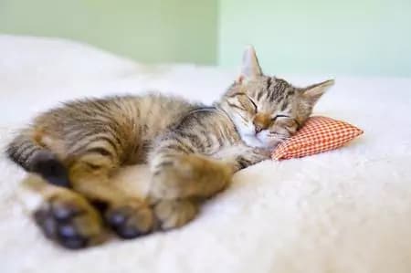 I gatti in casa inquinano