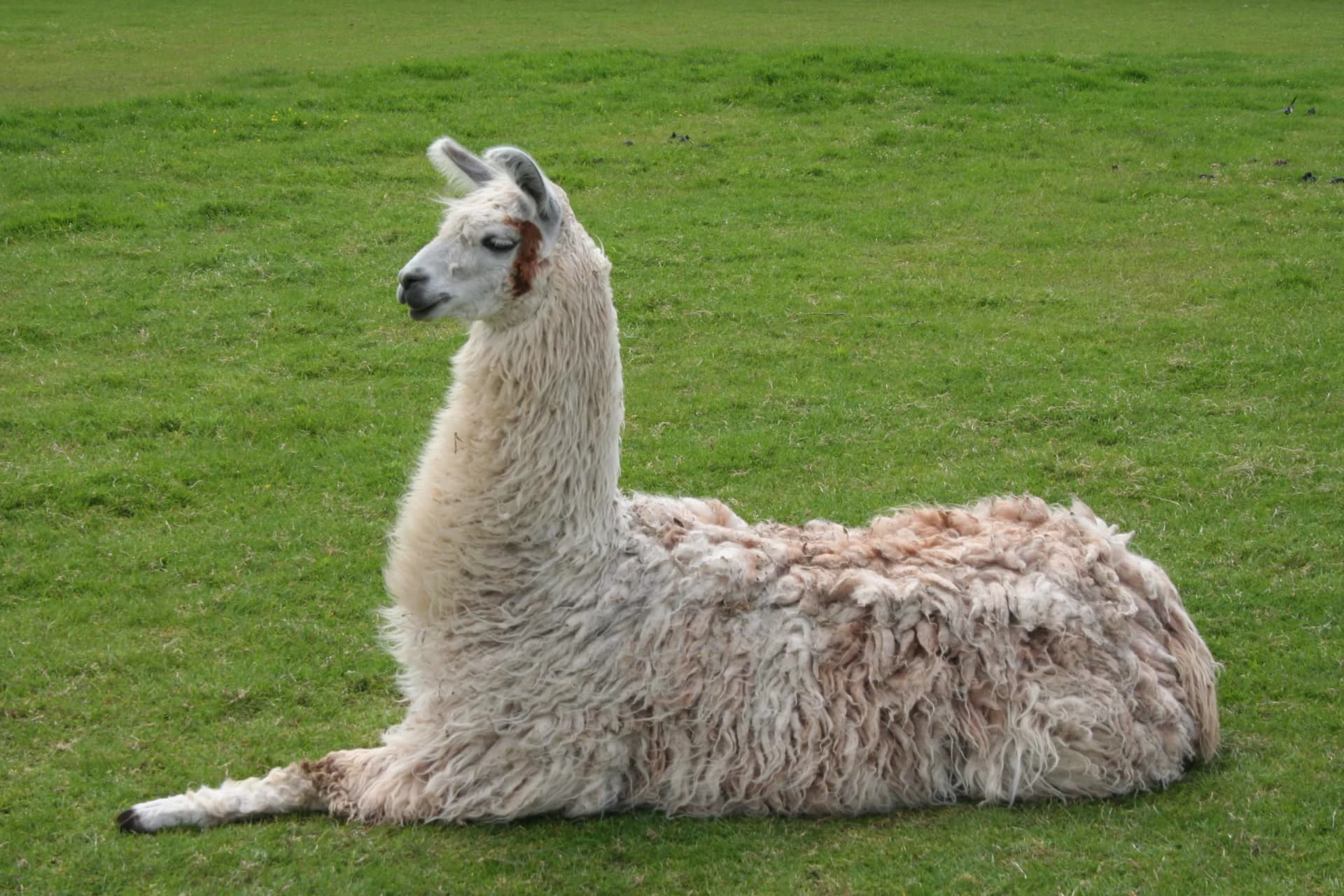 Rubano un lama e lo portano in giro sul tram