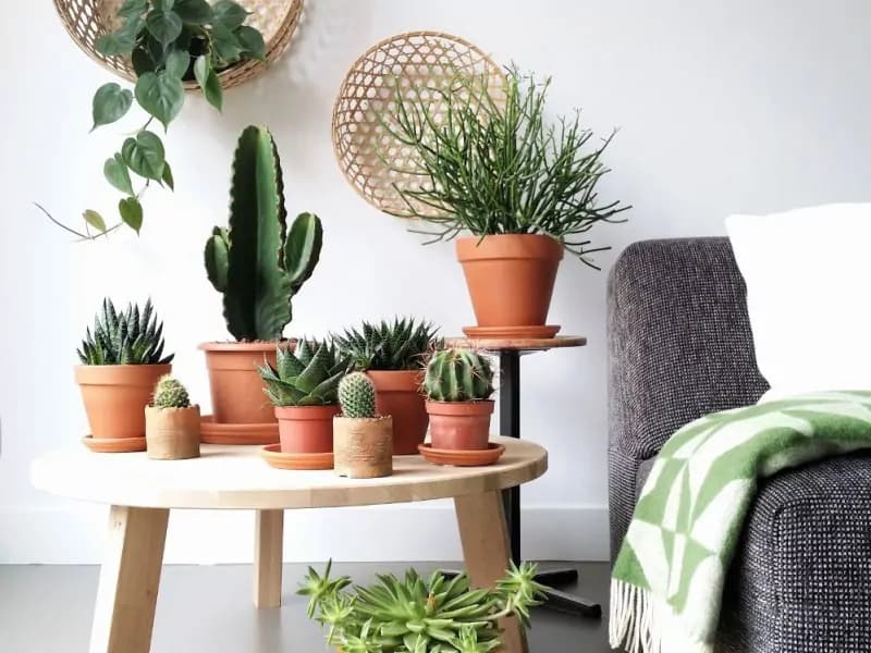 I cactus: come coltivarli in casa