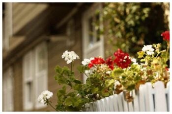 Balcone azalee in inverno