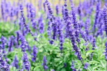 Salvia russa: la pianta perfetta per poca manutenzione