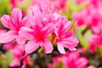 azalea