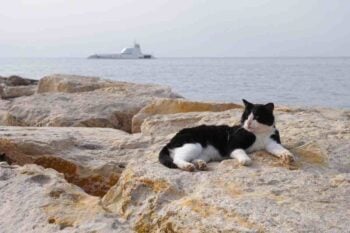 Gatto città