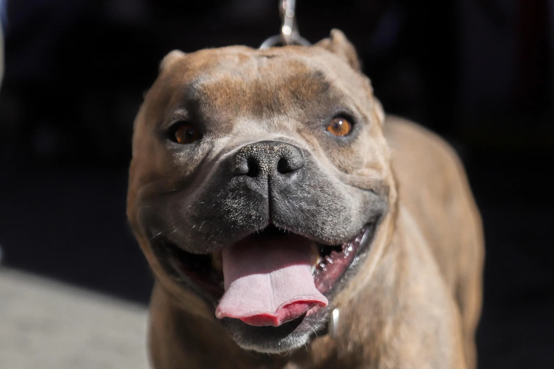 Portare il cane in ufficio: il desiderio che cambia il lavoro