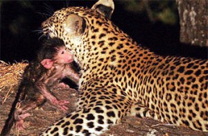 leopardmonkey2lo6