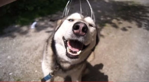 husky_bokoma