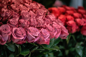 fiori rosa